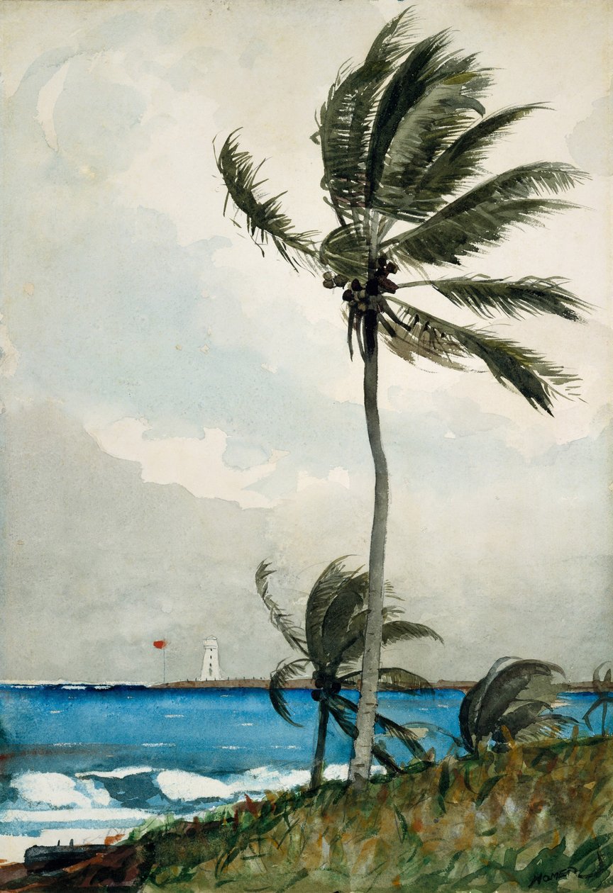 Palma, Nassau, 1898 (wc i grafit na szarobiałym papierze tkanym) autorstwa Winslow Homer