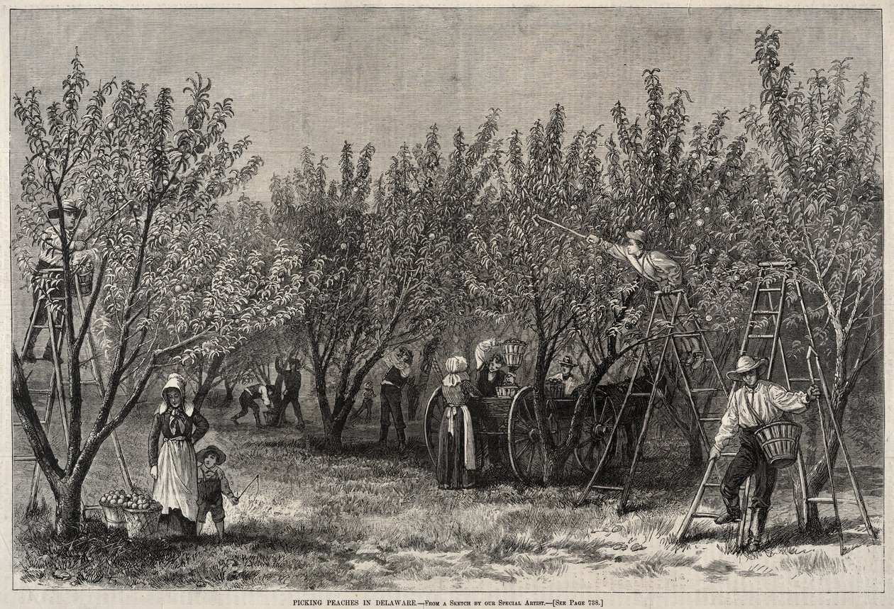 Zbiór brzoskwiń w stanie Delaware autorstwa Winslow Homer
