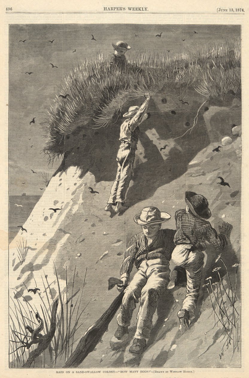 Najazd na kolonię piaskowych jaskółek autorstwa Winslow Homer