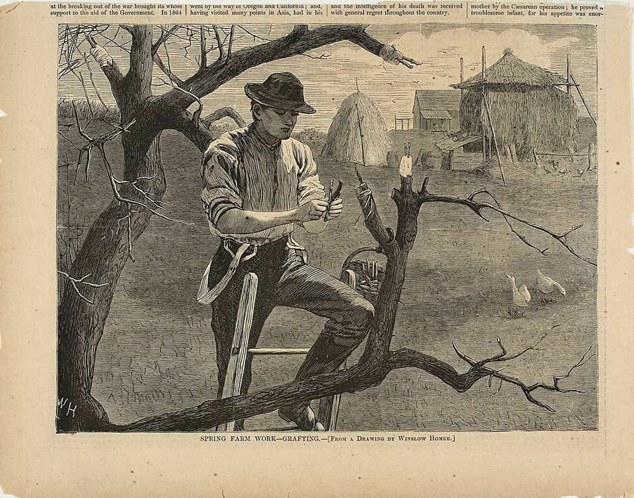 Wiosenne prace na farmie - szczepienie autorstwa Winslow Homer
