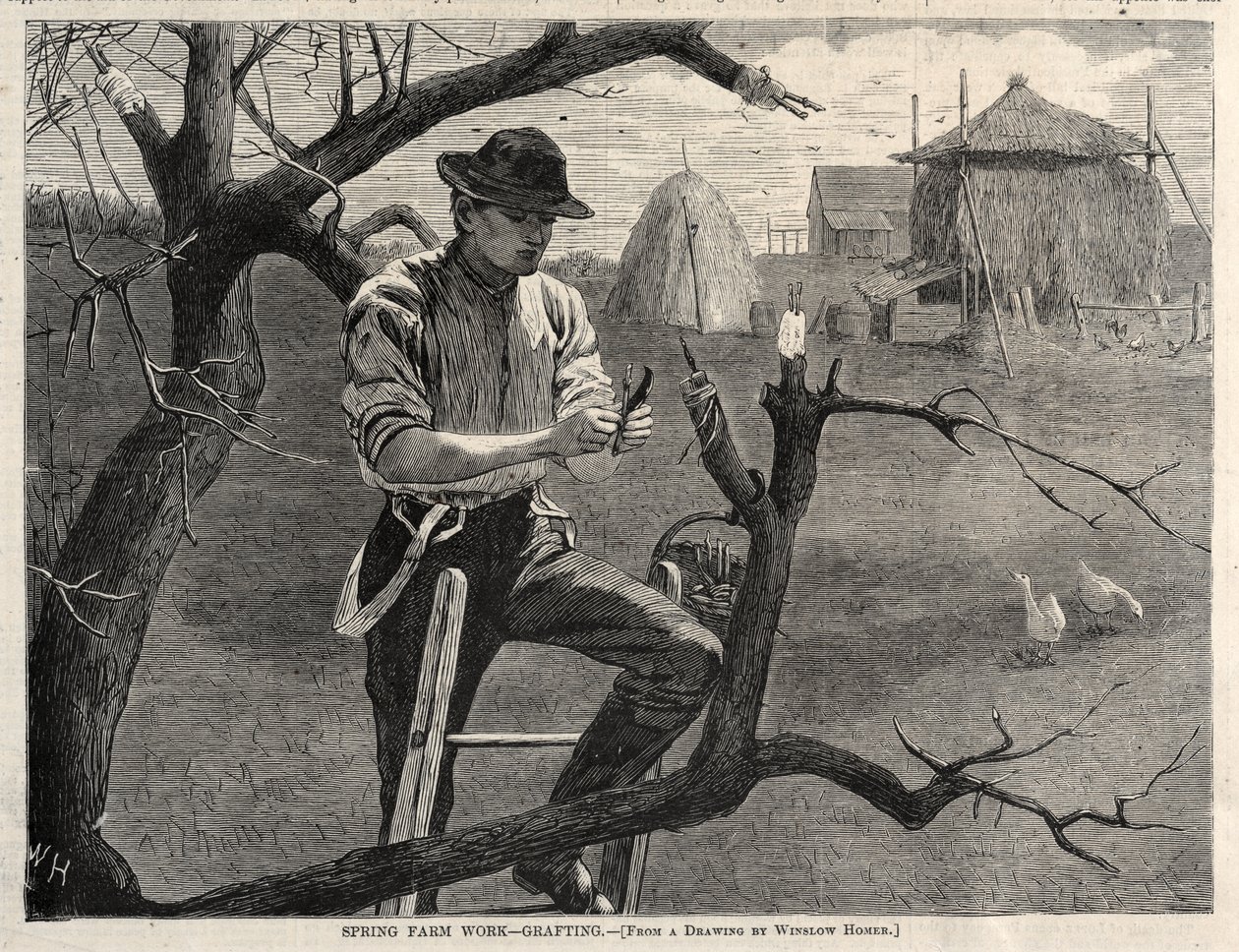 Wiosenne prace rolnicze – szczepienie autorstwa Winslow Homer