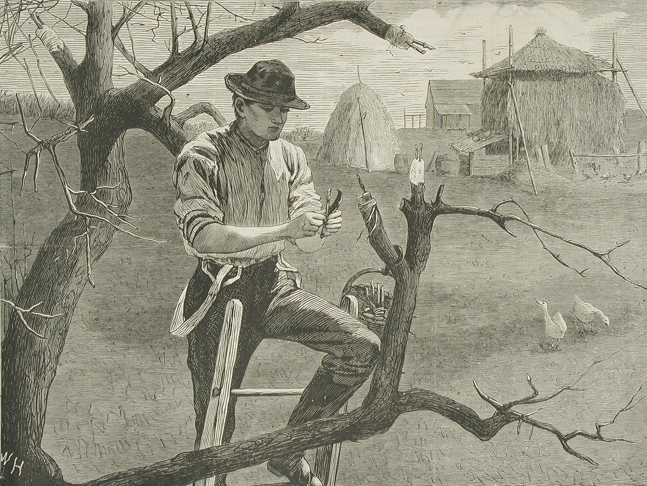 Wiosenne prace rolnicze – szczepienie autorstwa Winslow Homer