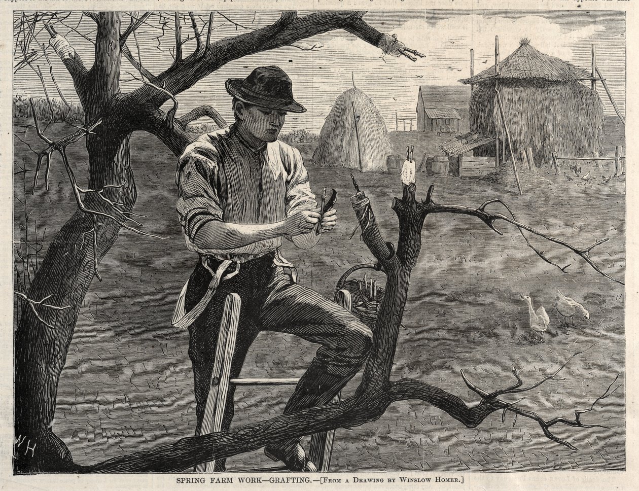 Wiosenna praca na farmie - szczepienie, 1870. autorstwa Winslow Homer