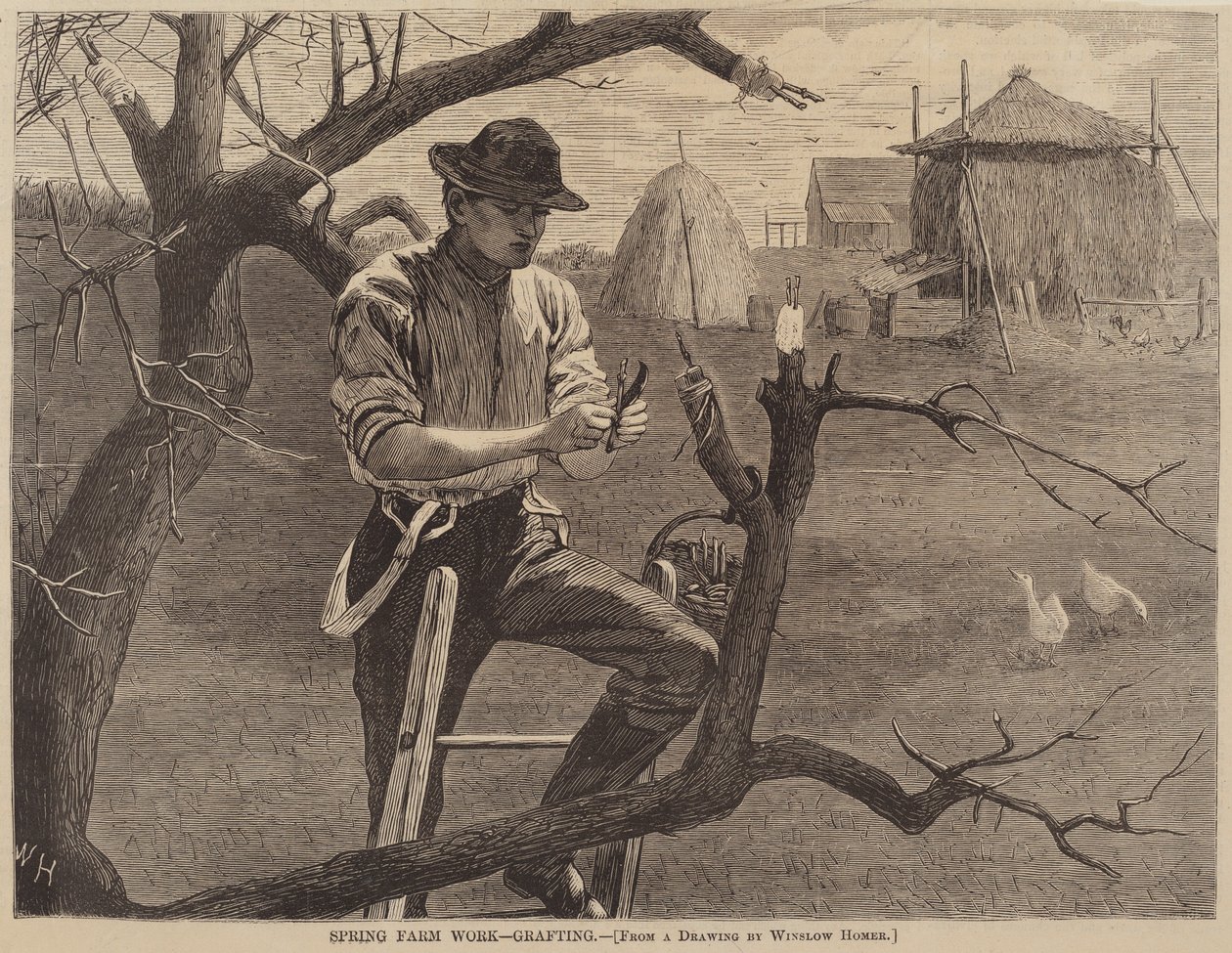 Wiosenna praca na farmie - szczepienie, opublikowana w 1870 r. autorstwa Winslow Homer
