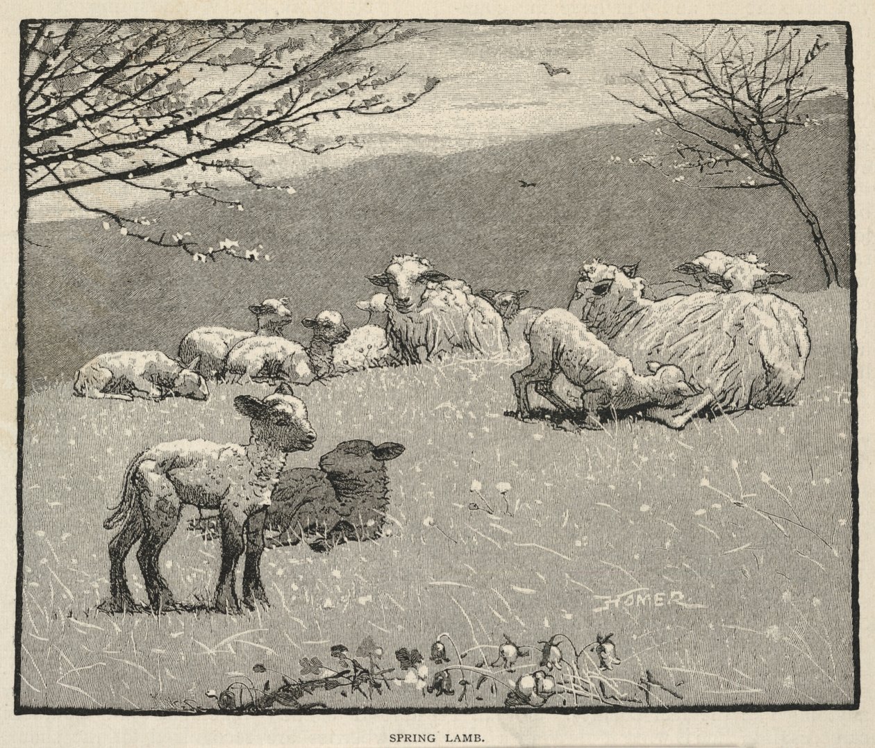 Wiosenny baranek, z Scribner