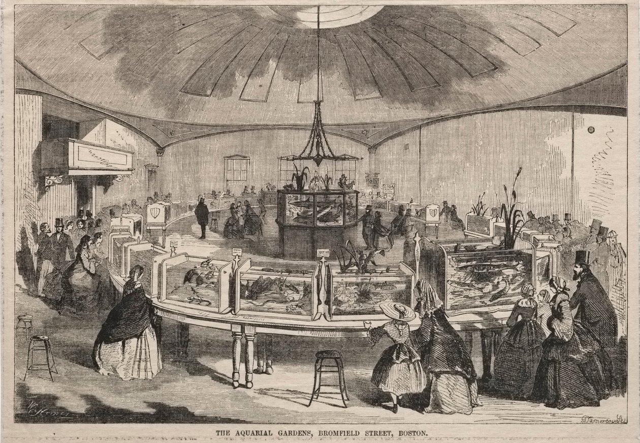The Aquarial Gardens, Bromfield Street, Boston autorstwa Winslow Homer