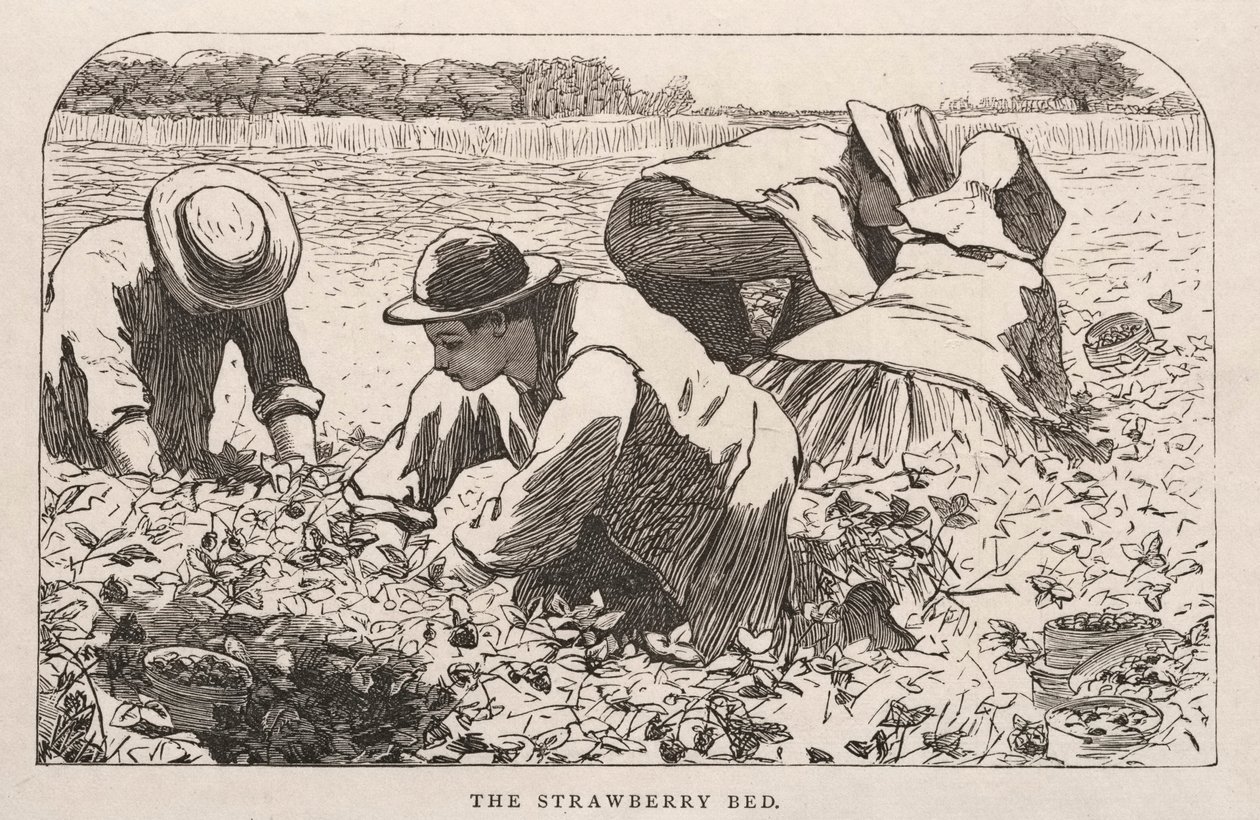 Łóżko truskawkowe autorstwa Winslow Homer