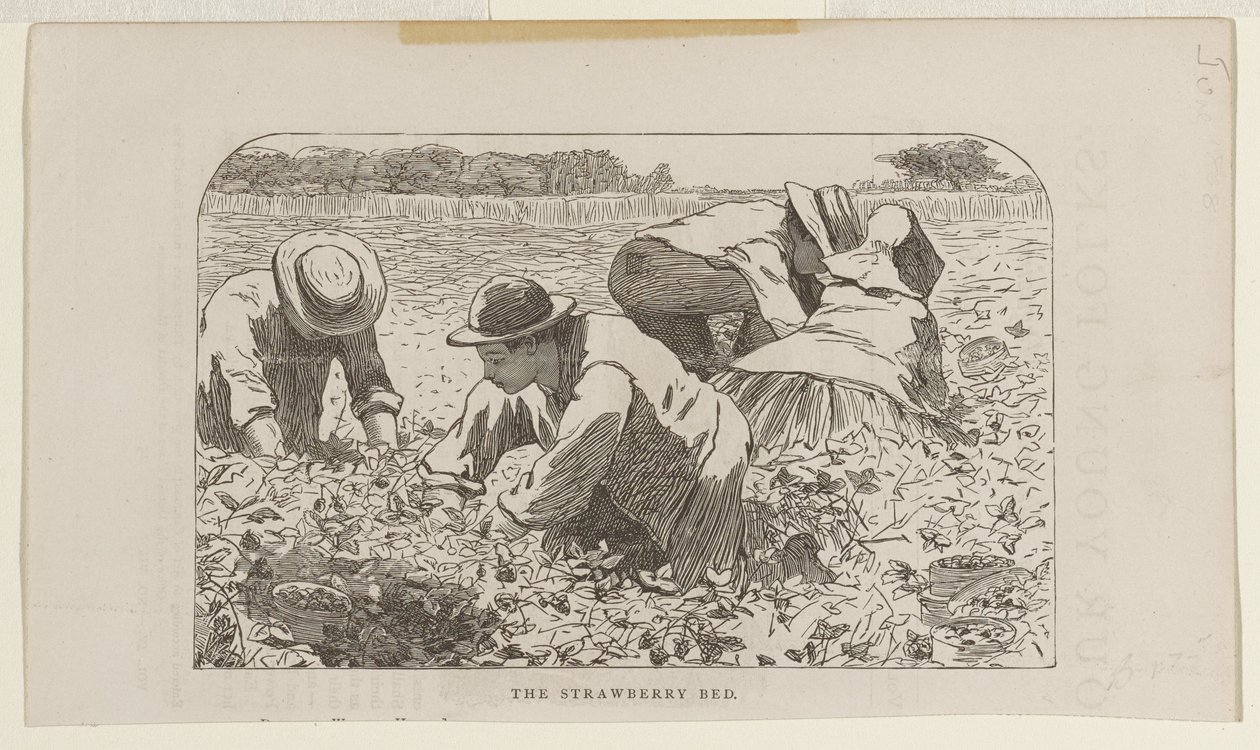 Grządka truskawek autorstwa Winslow Homer