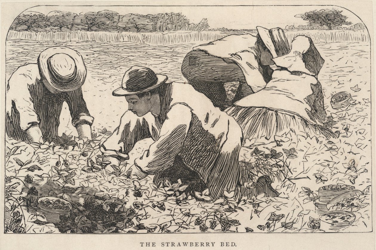 Truskawkowe łóżko, z Our Young Folks, lipiec 1868 r. autorstwa Winslow Homer