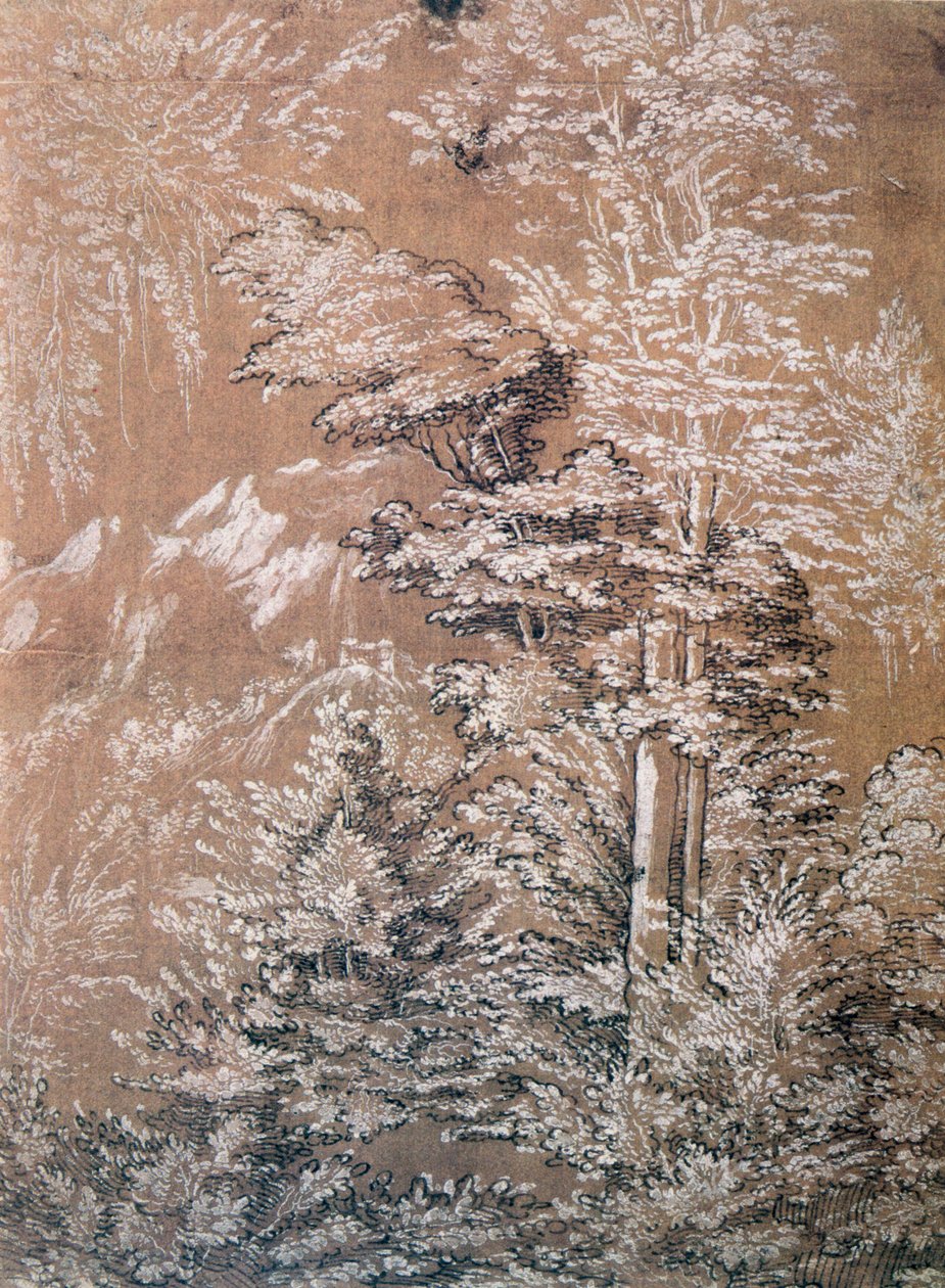 Studium Drzewa, 1519 autorstwa Wolf Huber