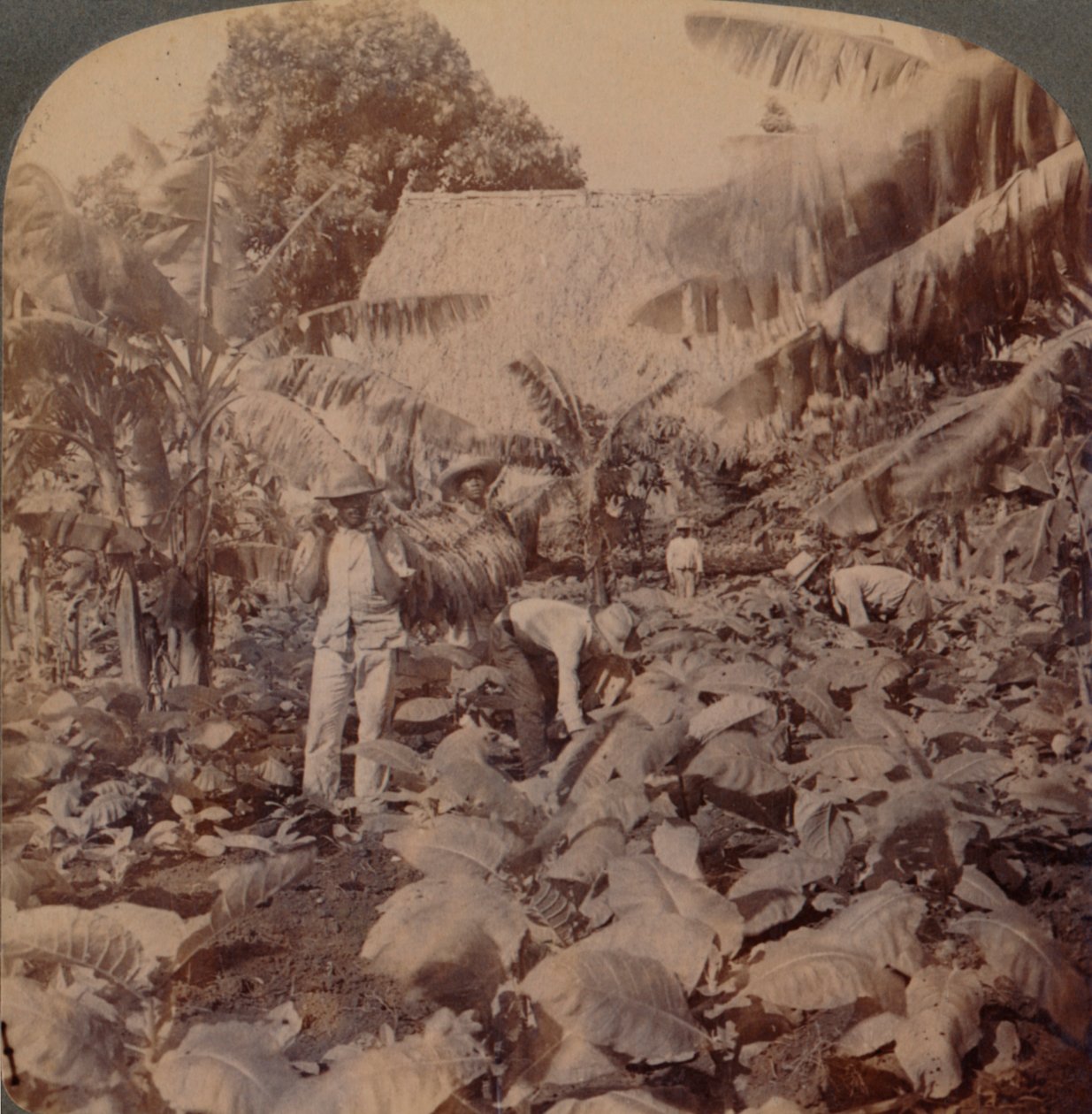 Cięcie tytoniu – typowa plantacja – prowincja Hawana, Kuba, 1899 r. autorstwa Works and Sun Sculpture Studios