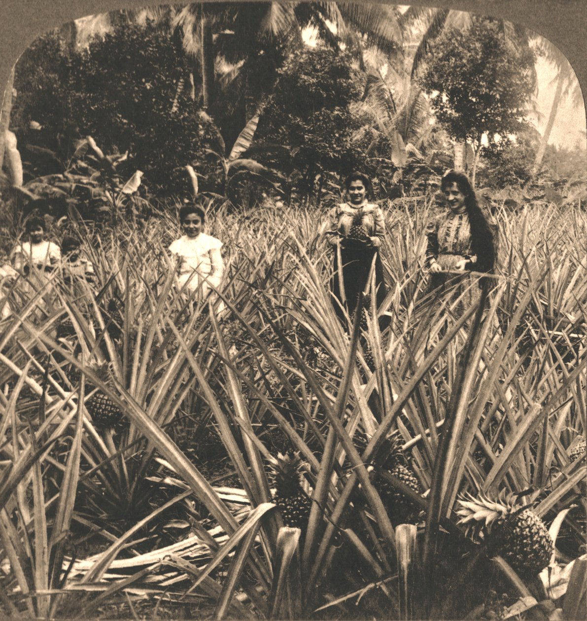 Plantacja ananasów, Mayaguez, Porto Rico, 1899. autorstwa Works and Sun Sculpture Studios