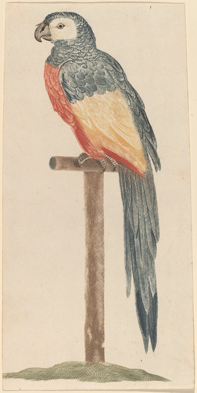Papuga, lata 1680-1690. autorstwa Workshop of Johann Teyler