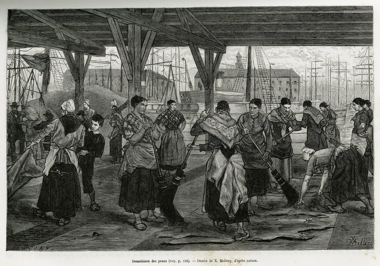Spustoszenie skór przez kobiety zeskrobujące szczątki bestii rozciągniętych pod konstrukcjami sal portu w Antwerpii. Grawer autorstwa X.Mellery, ilustrujący historię Belgii, autorstwa Camille Lemonnier, opublikowany w Tour du monde, wyd. autorstwa Xavier Mellery