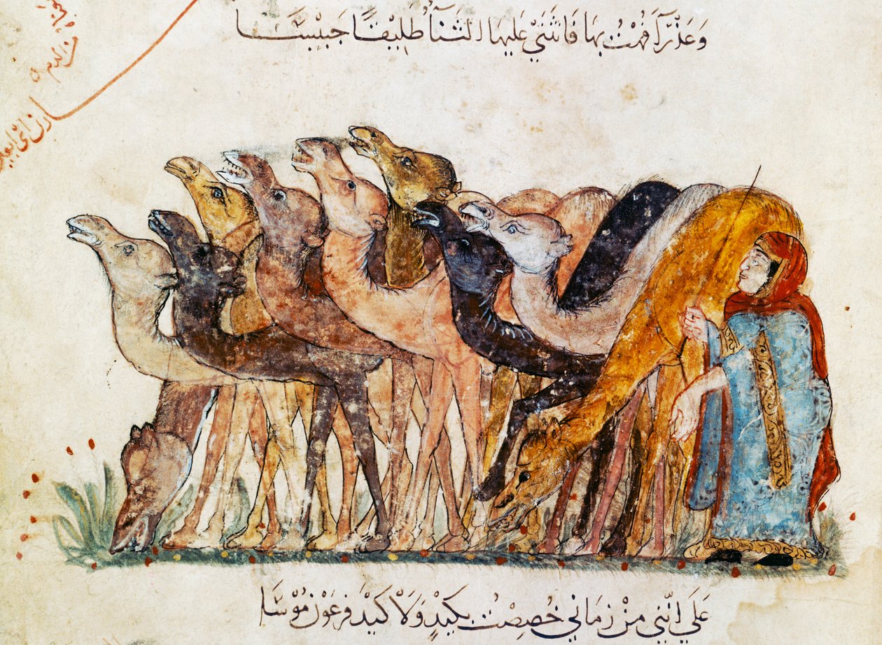Pani Ar 5847 f.101, Stado wielbłądów, z „Al Maqamat” (Spotkania) Al Hariri, ok. 1240 (zob. także 1689970) autorstwa Yahya ibn Mahmud Al Wasiti