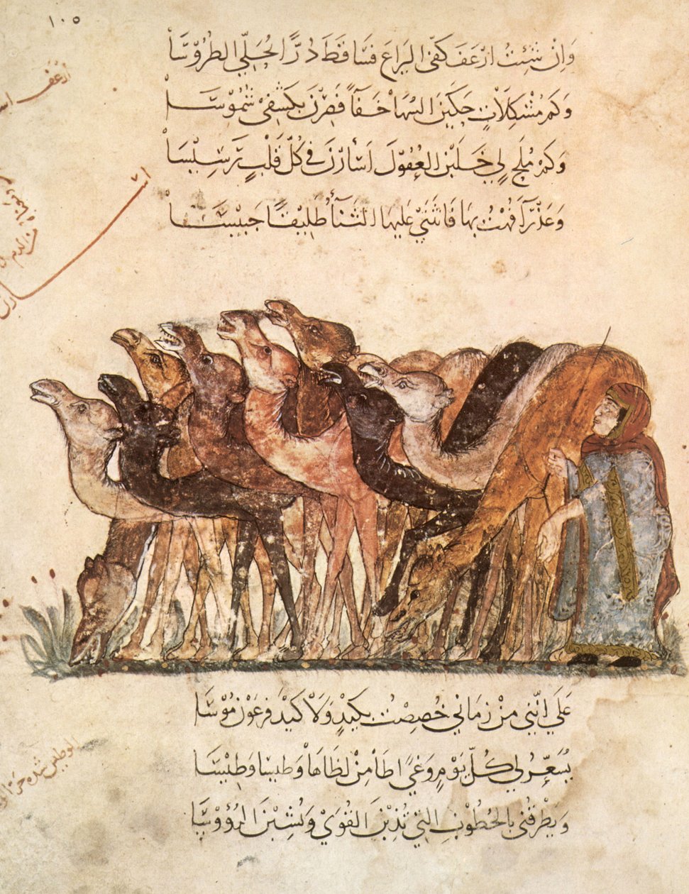Pani Ar 5847 f.101, Stado wielbłądów, z Al Maqamat (Spotkania), Al Hariri, ok. 1240 (zob. także 1258010) autorstwa Yahya ibn Mahmud Al Wasiti