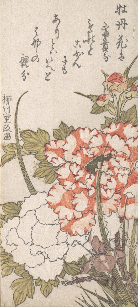 Piwonie i Irys, XVIII-XIX w. autorstwa Yanagawa Shigemasa