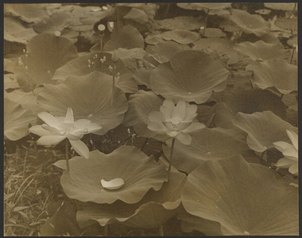 [Lotus]. autorstwa Yasuo Kuniyoshi