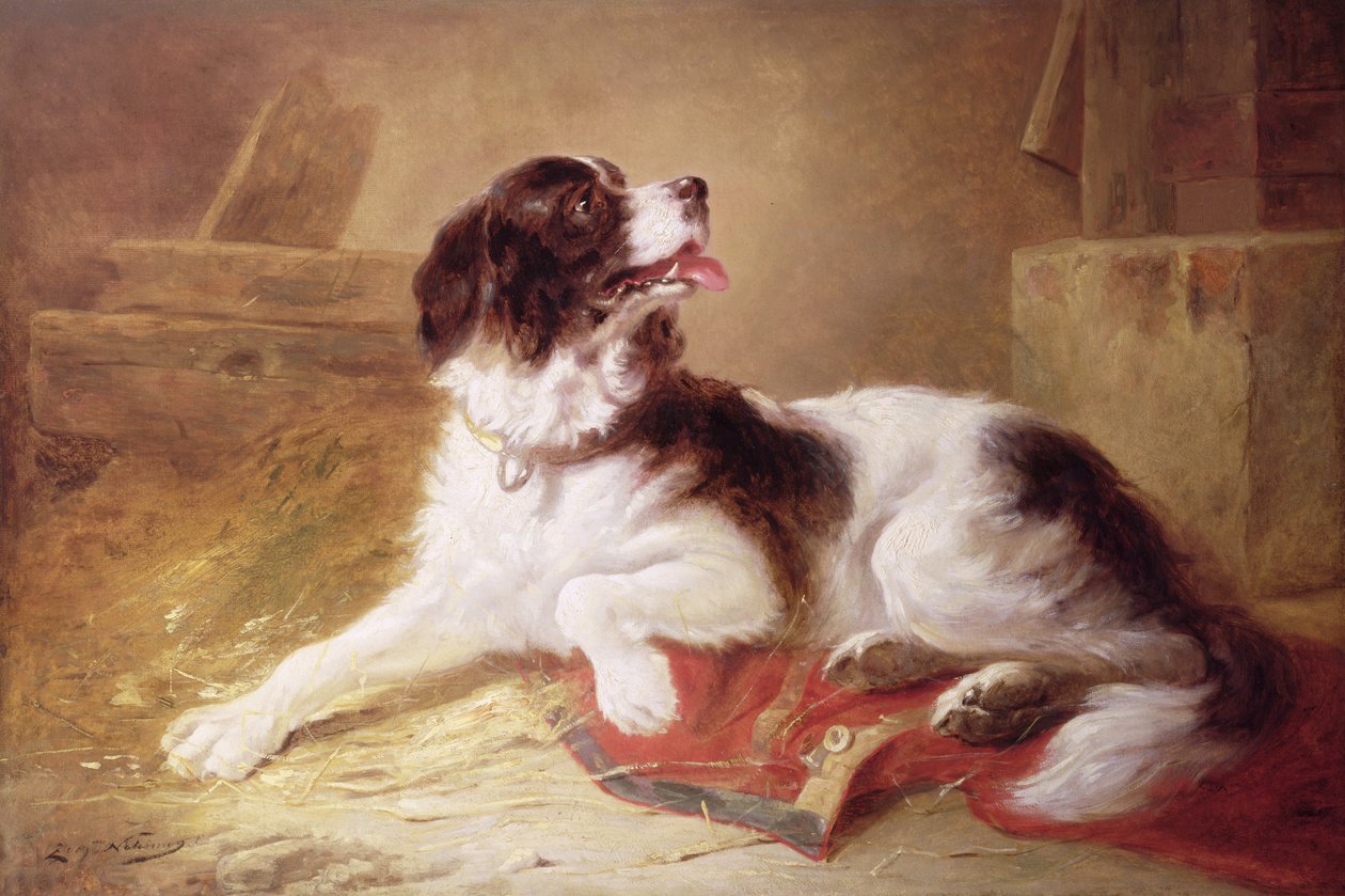 Portret spaniela autorstwa Zacharias Noterman