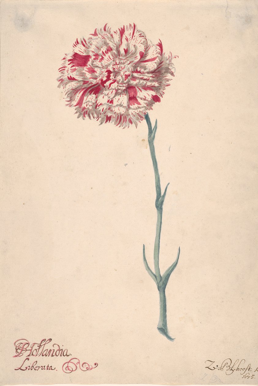 Goździk Hollandia Liberata, 1675. autorstwa Zacharias Blijhooft