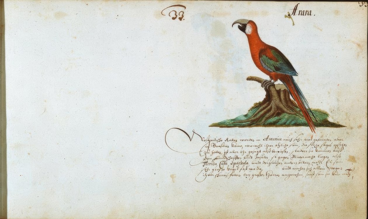 papuga autorstwa Zacharias Wagner
