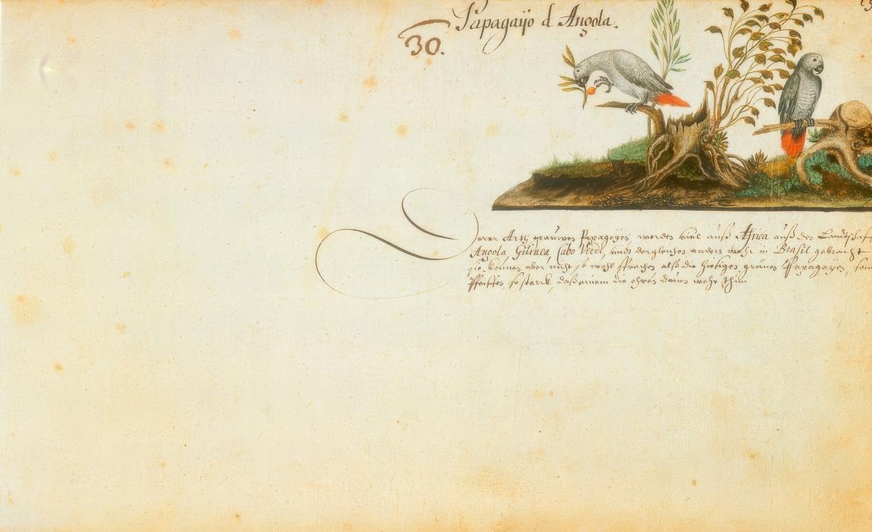 Zacharias Wagner, papugi autorstwa Zacharias Wagner