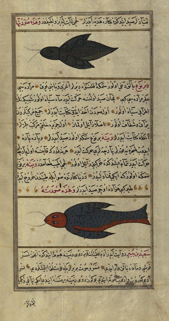 Dwie dziwne ryby z mórz Vaynah (Vinah) autorstwa Zakariya al Qazwini