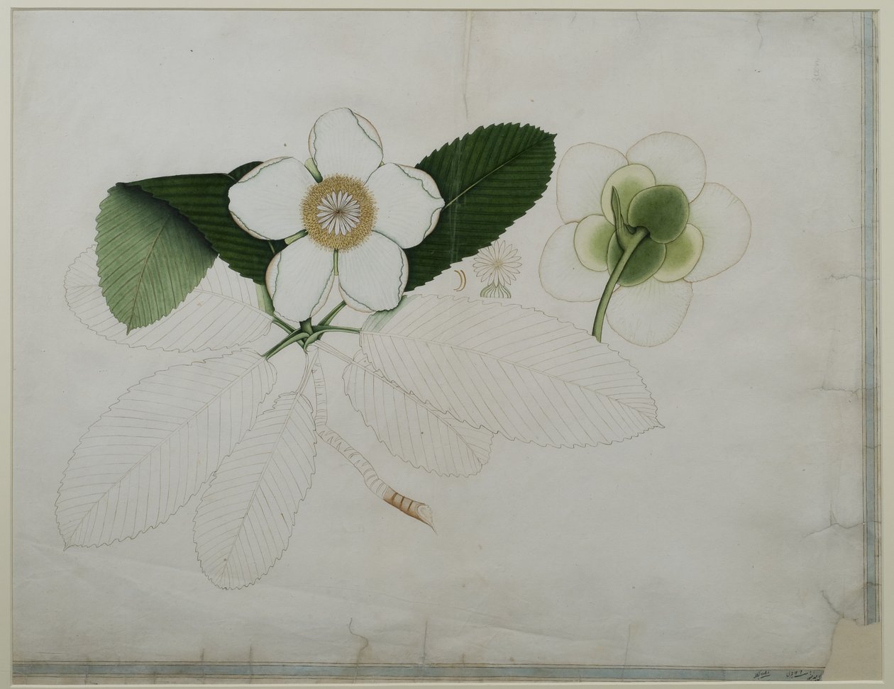 Dillenia indica, 1787 (цаасан дээрх угаалгын өрөө)поли autorstwa Zayn al Din Zayn al Din