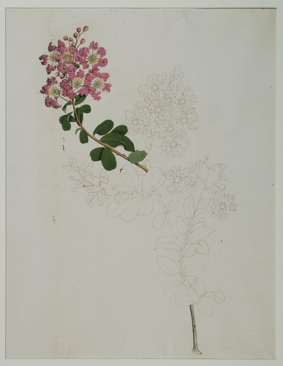 Lagerstroemia indica L. (mirt krepowy), 1787 (wc na papierze) autorstwa Zayn al Din Zayn al Din