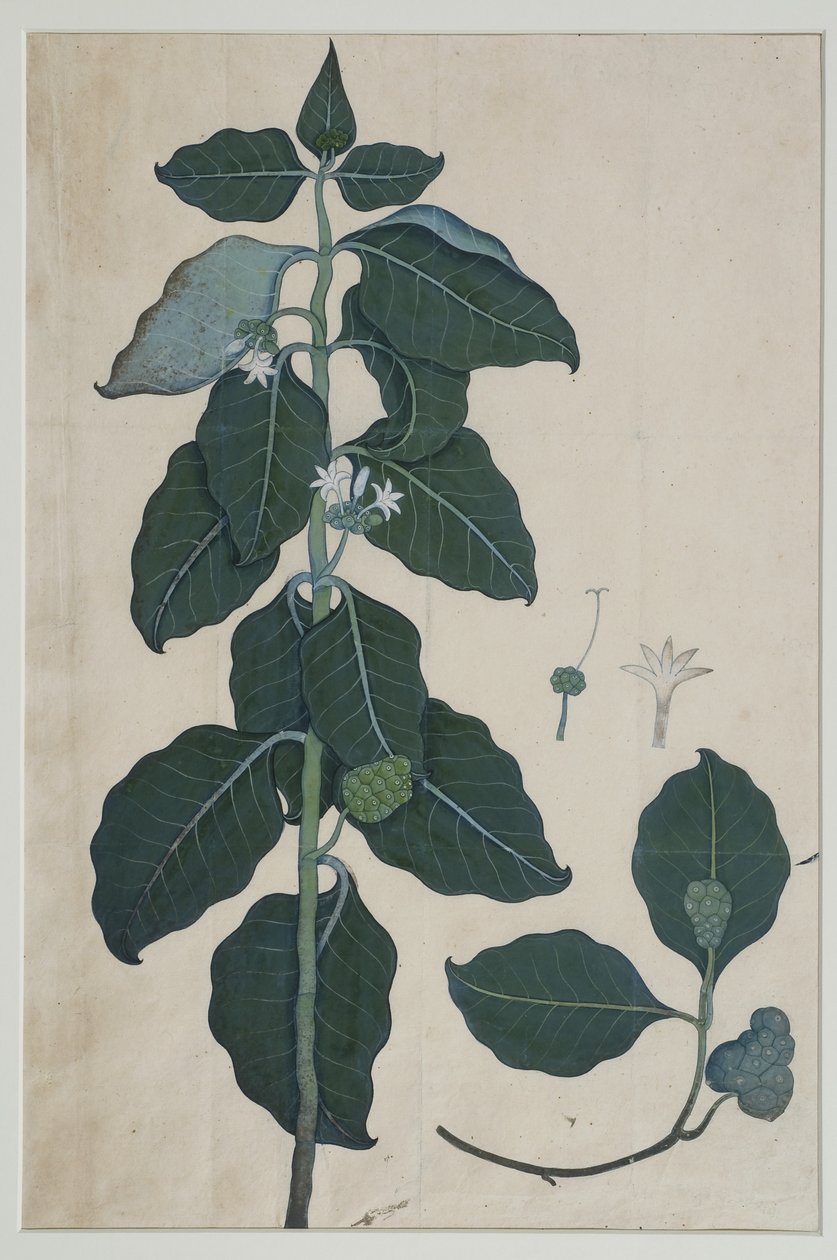 Cerbera manghas L, 1787 (цаасан дээрх угаалгын өрөө) поли autorstwa Zayn al Din attr. to Zayn al Din attr. to