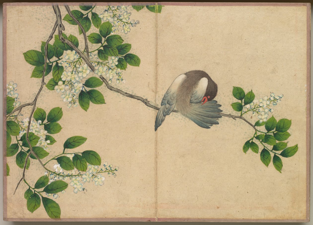 Album na biurko: obrazy kwiatów i ptaków (Preening Bird) autorstwa Zhang Ruoai