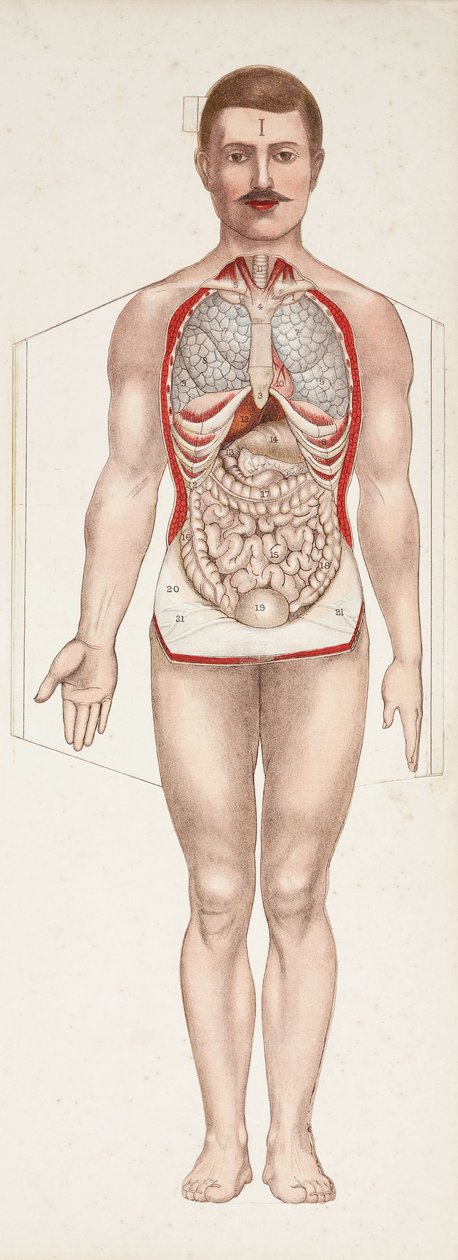 Ryciny anatomiczne Narządy wewnętrzne, koniec XIX-początek XX w. autorstwa Frederick (attr. to) Barnard