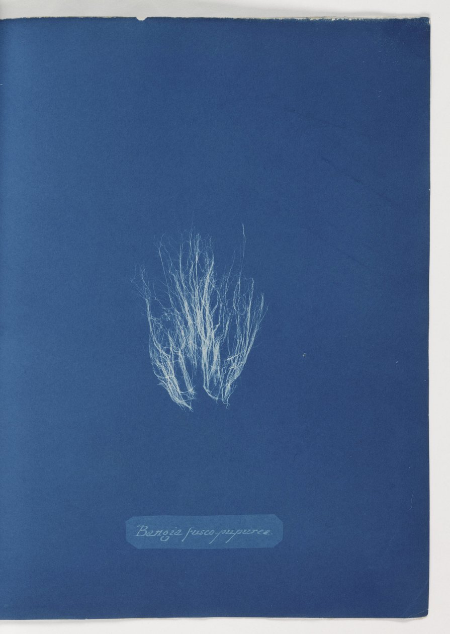 „Bangia fusco-fioletowy” autorstwa Frederick (attr. to) Barnard