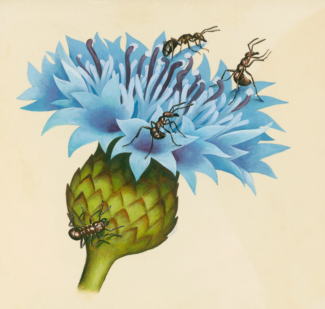 Centaurea kwiat z agresywnymi mrówkami, rysunek autorstwa William Walcutt