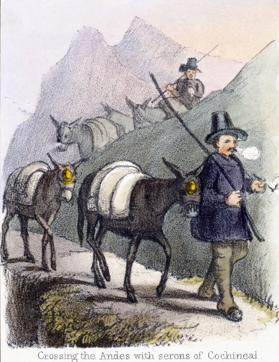 Przekraczanie Andów z seronami koszenili”, ok. 1845 autorstwa Frederick (attr. to) Barnard