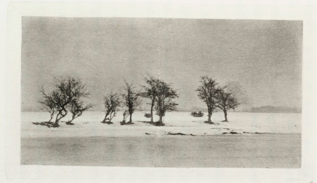 „Sękate Ciernie Drzewa” autorstwa Frederick (attr. to) Barnard