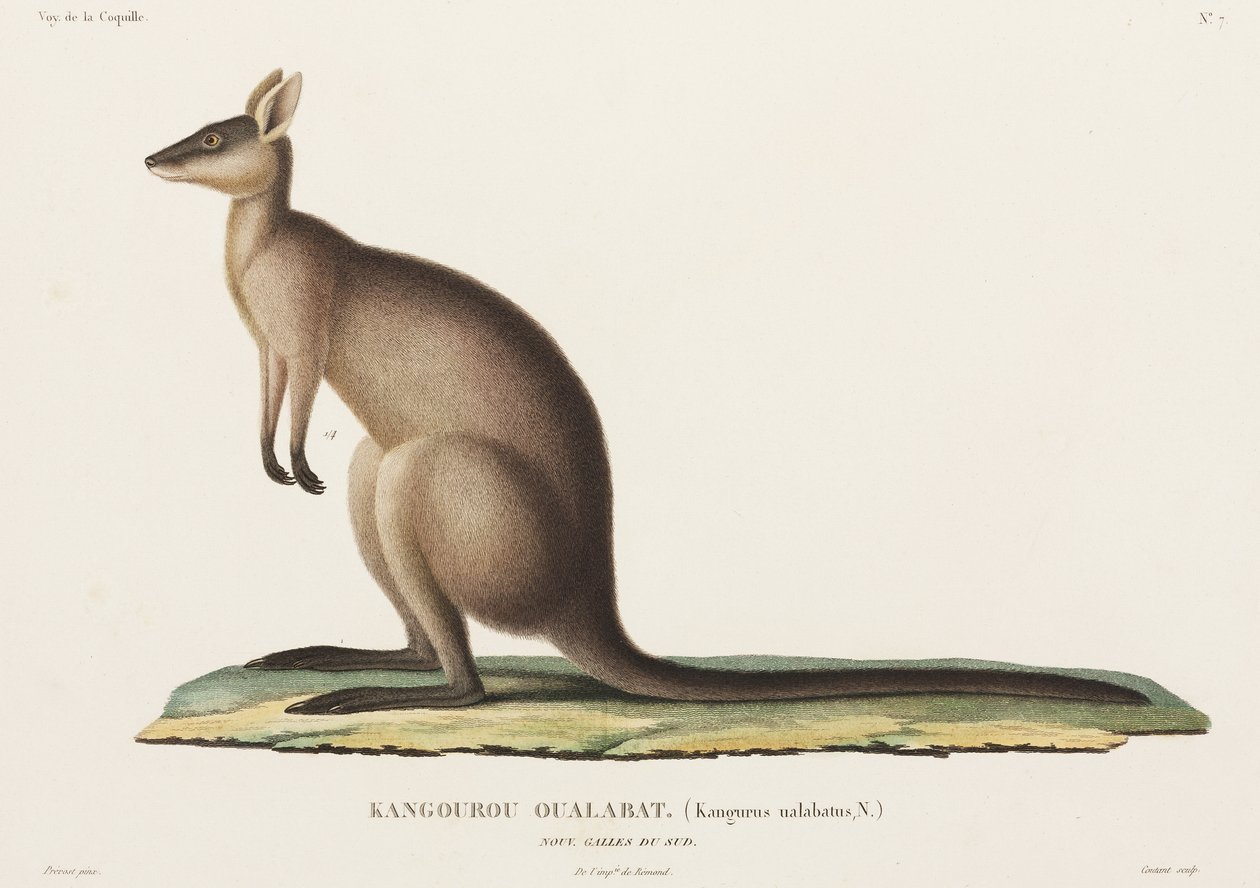 Kangur, Nowa Południowa Walia, Australia autorstwa John Pardon
