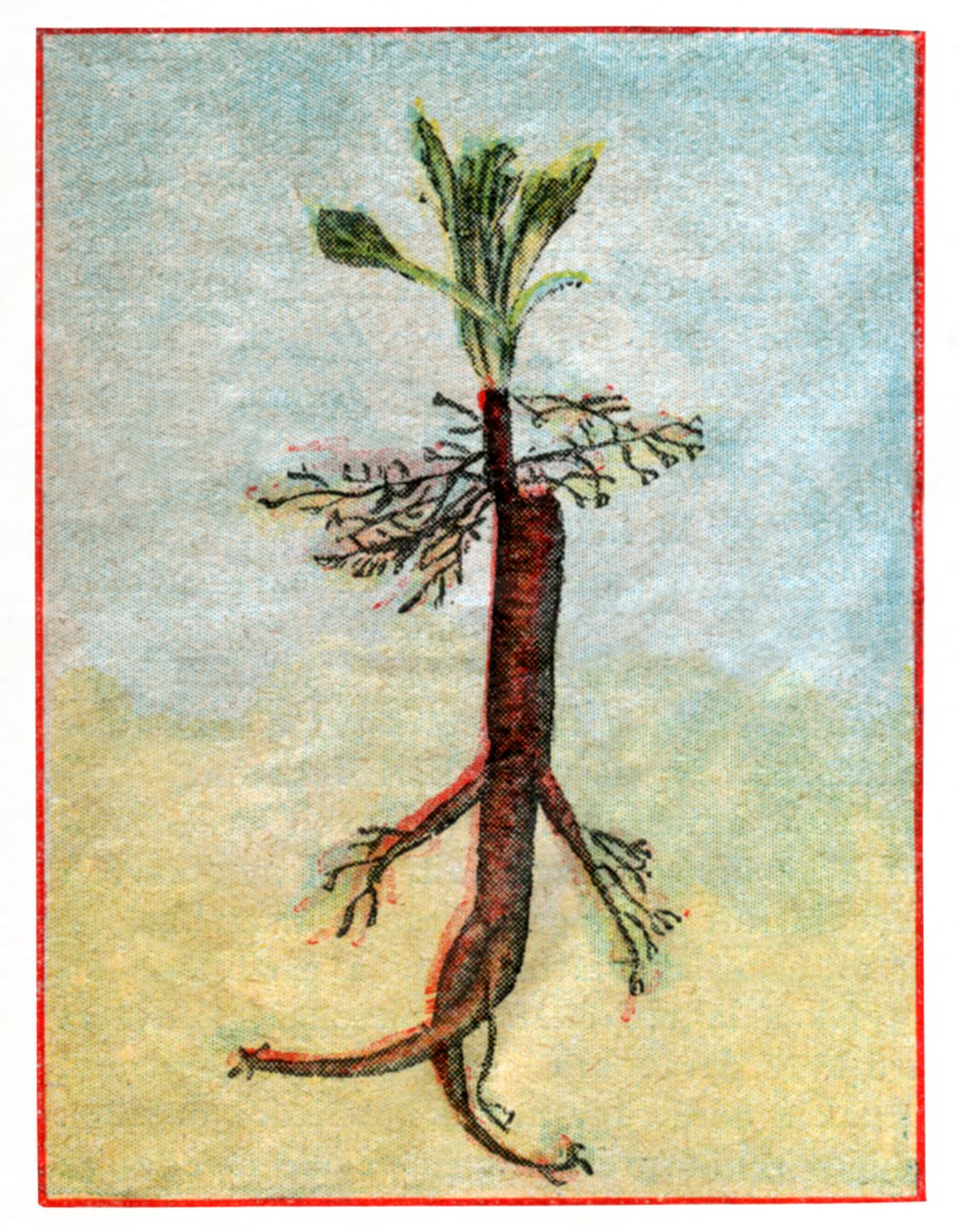 Mandragora autorstwa . .