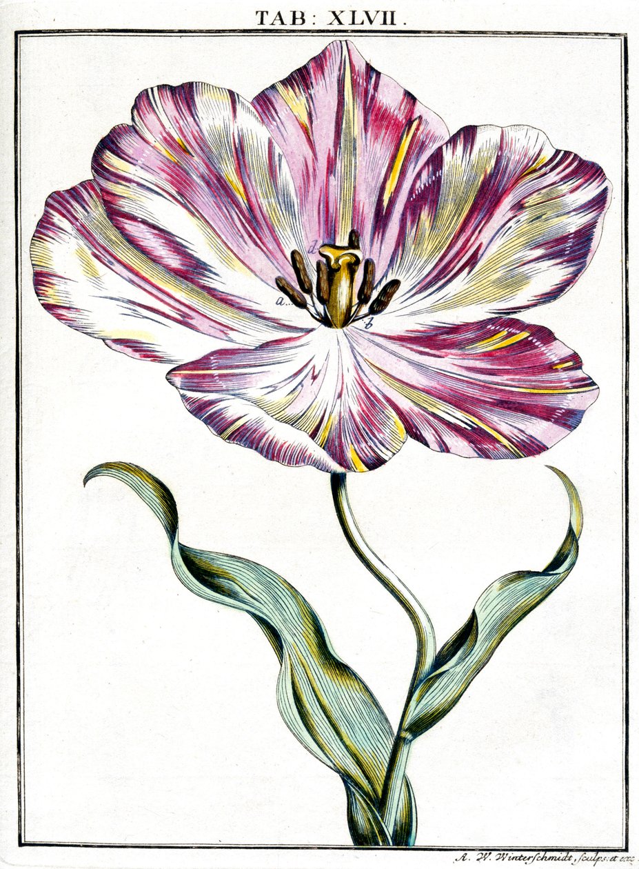 Mikroskopia autorstwa Frederick (attr. to) Barnard