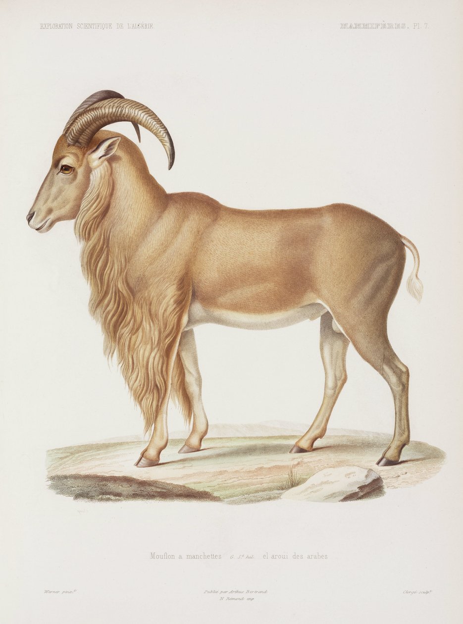 Muflon, Algieria autorstwa John Pardon