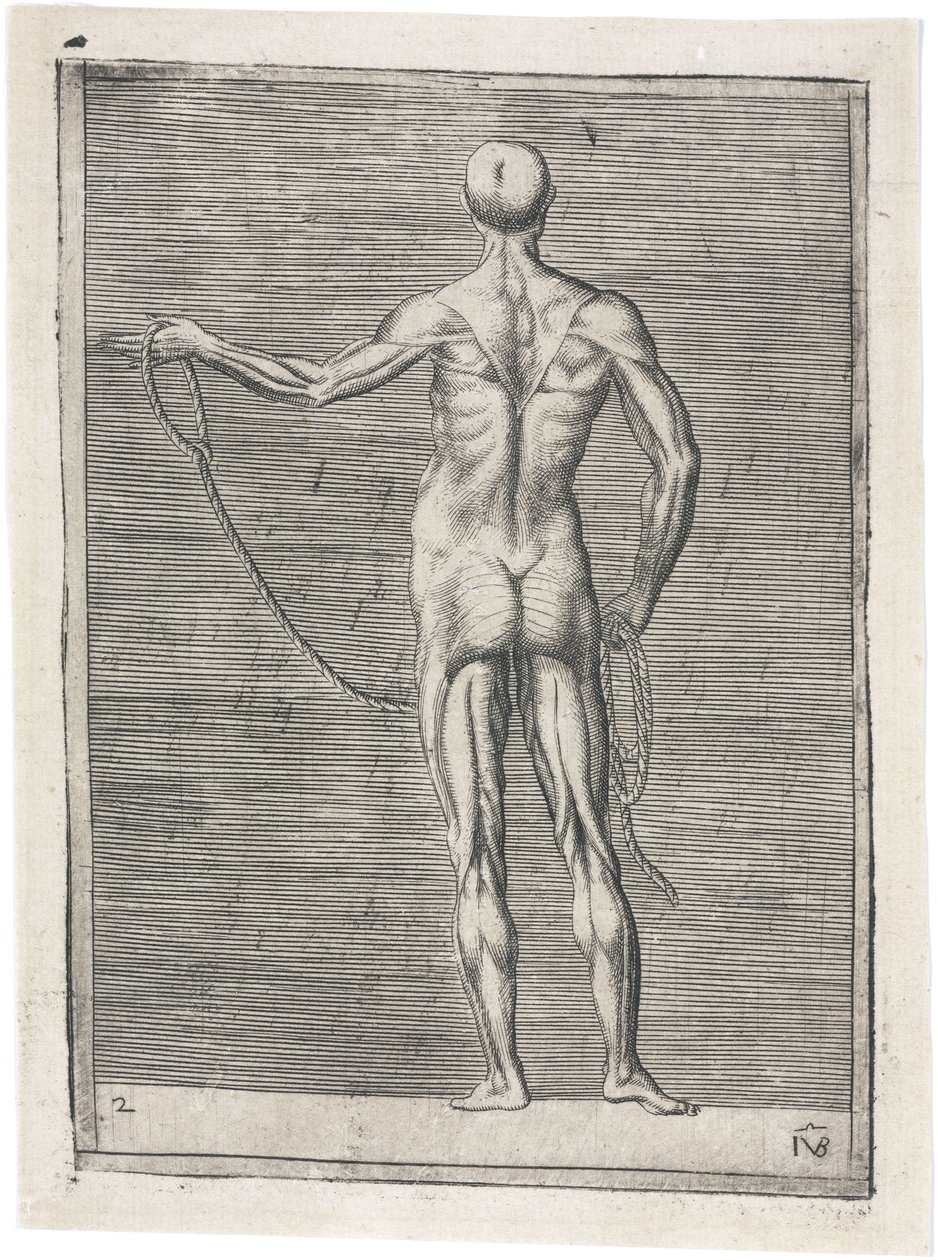 Mięśnie Anatomiczne badanie muskulatury mężczyzny; mężczyzna trzymający linę, ok. 1555 autorstwa Frederick (attr. to) Barnard