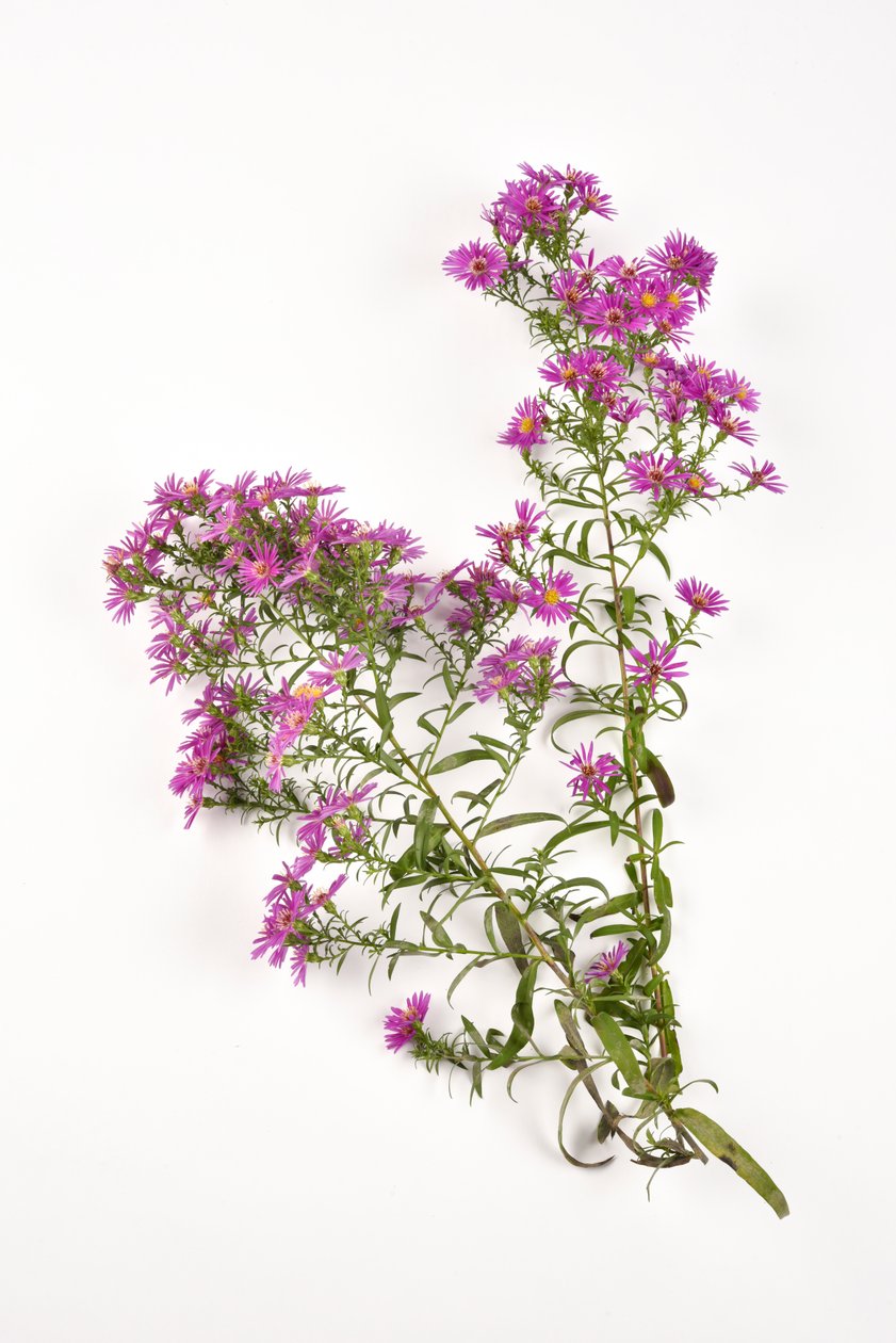 Różowe kwiaty Michaelmas Daisy aster amellus autorstwa . .