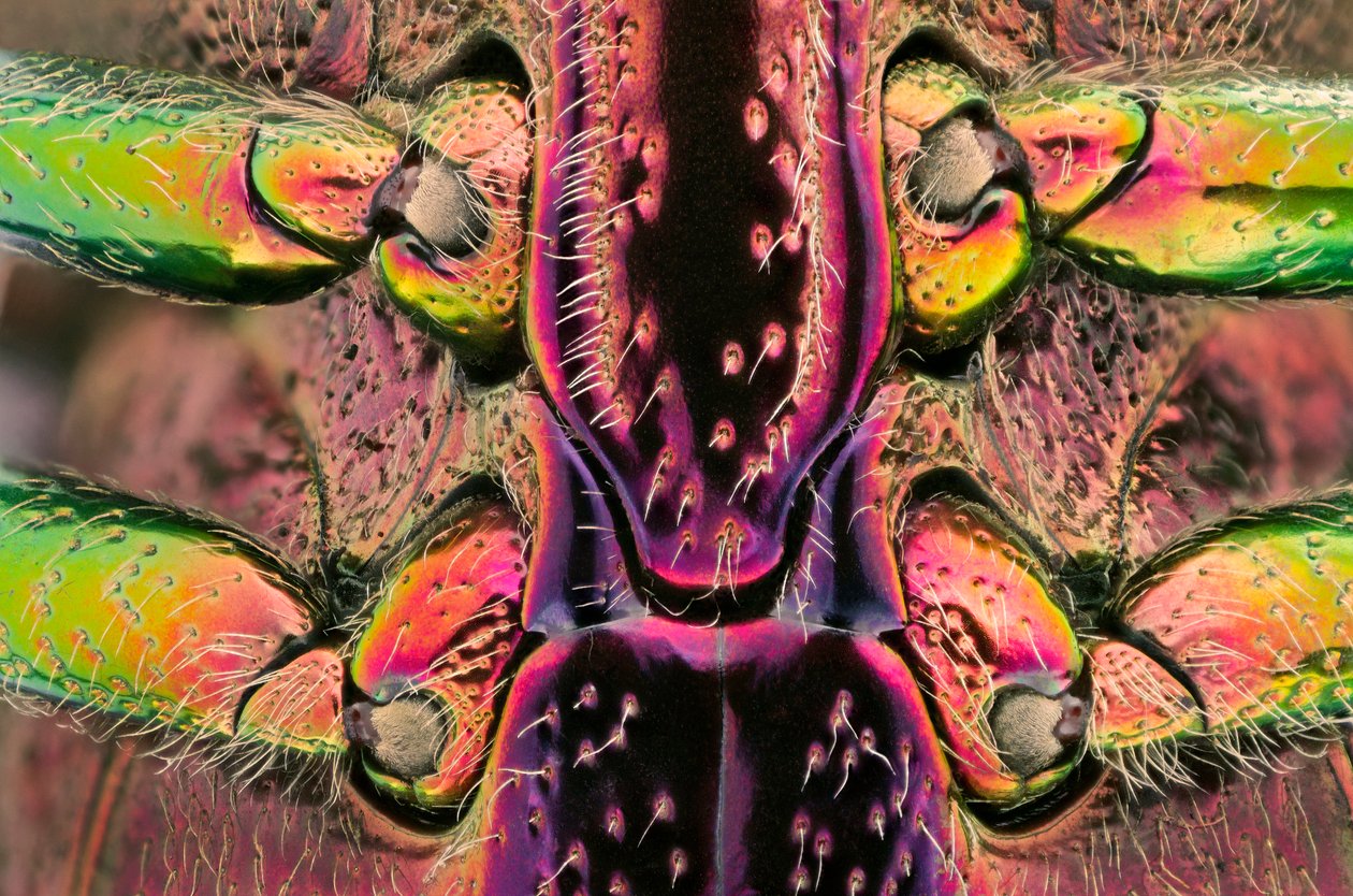 Polybotris quadricollis z Madagaskaru. Szczegół brzucha (makrofotografia) autorstwa John Pardon