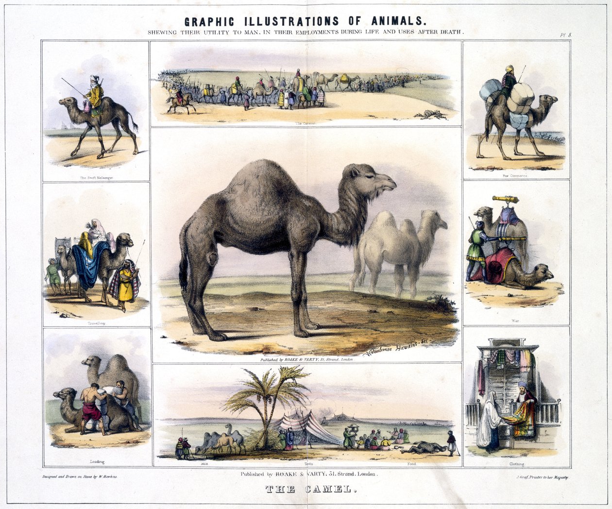Wielbłąd”, ok. 1845 autorstwa Frederick (attr. to) Barnard