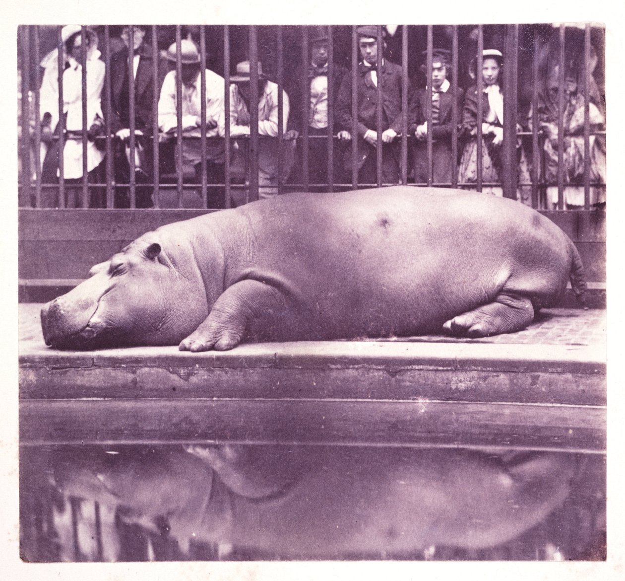 Hipopotam w ogrodach zoologicznych, Regents Park, Londyn autorstwa John Pardon