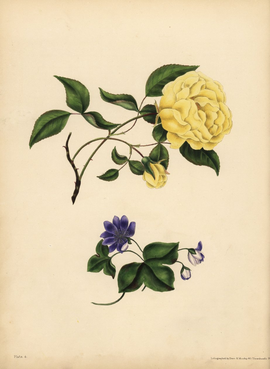 Słodko pachnąca chińska róża, Rosa chinensis, Infidelity; Niebieska Hepatica, Hepatica nobilis, Confidence autorstwa John Pardon