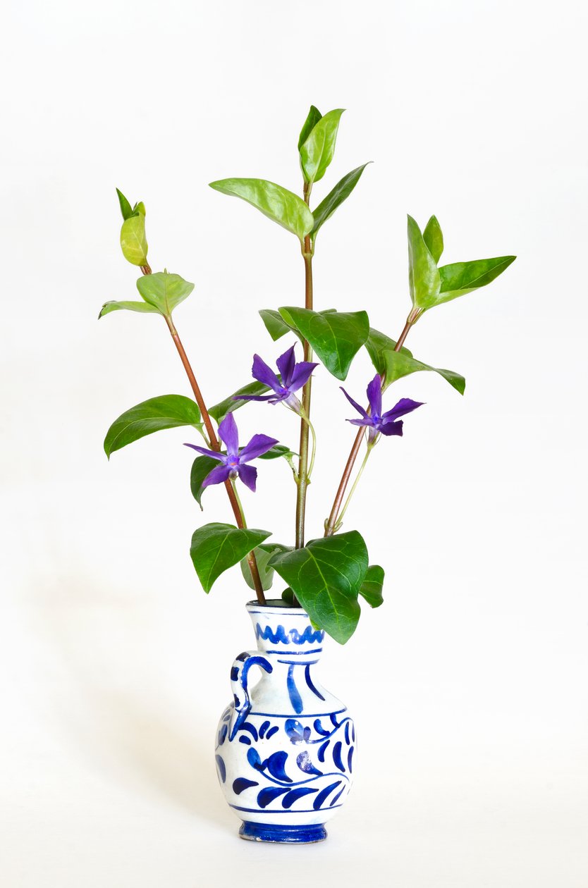 Trzy łodygi barwinka większego (Vinca major) kwitnące w wazonie (zdjęcie) autorstwa . .