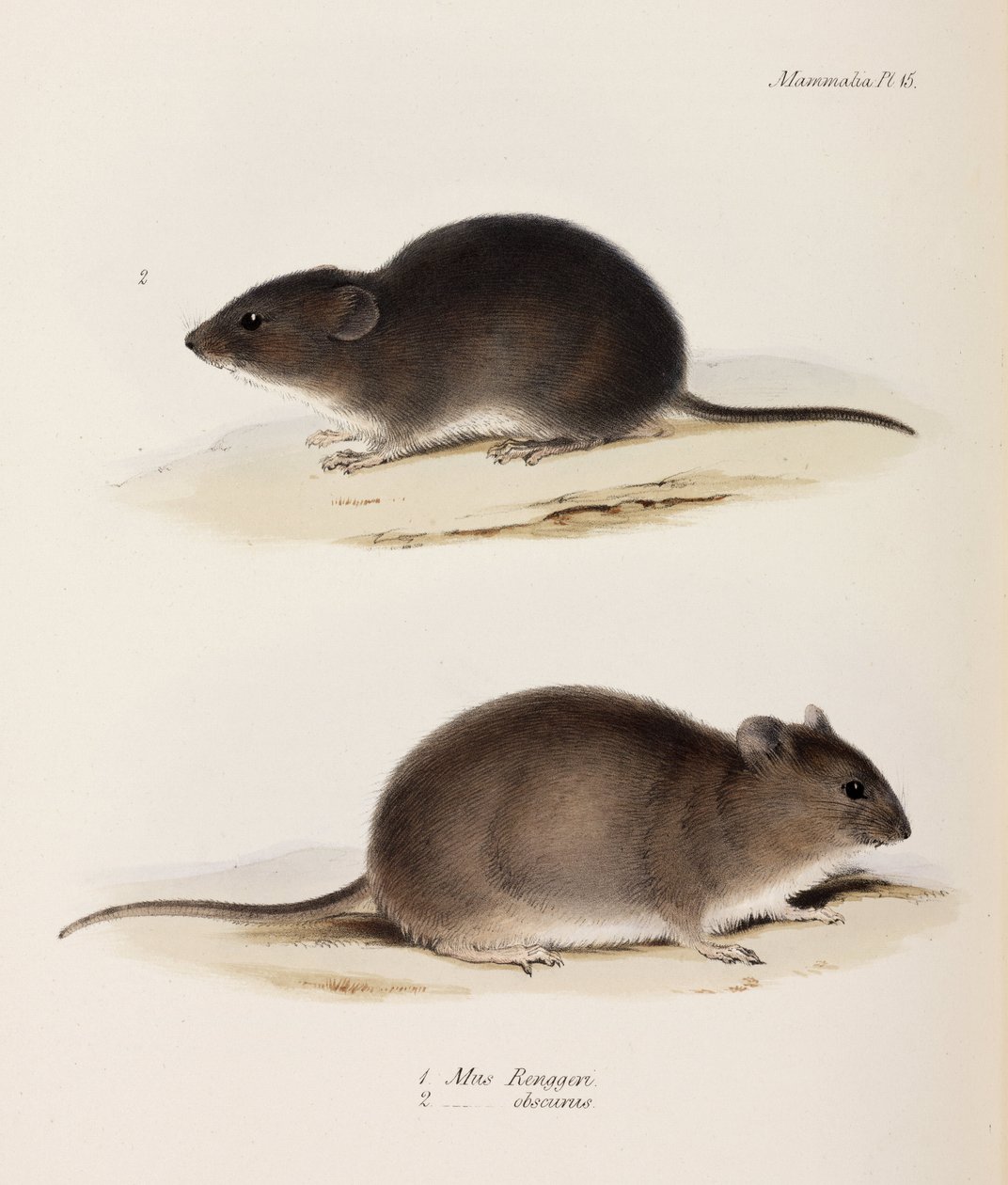 Dwa typy myszy, ok. 1832-1836 autorstwa John Pardon