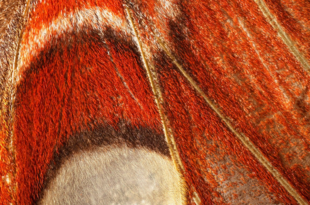 motyl Attacus atlas (lepidoptera) Bliższa roślina. (makrofotografia) autorstwa John Pardon