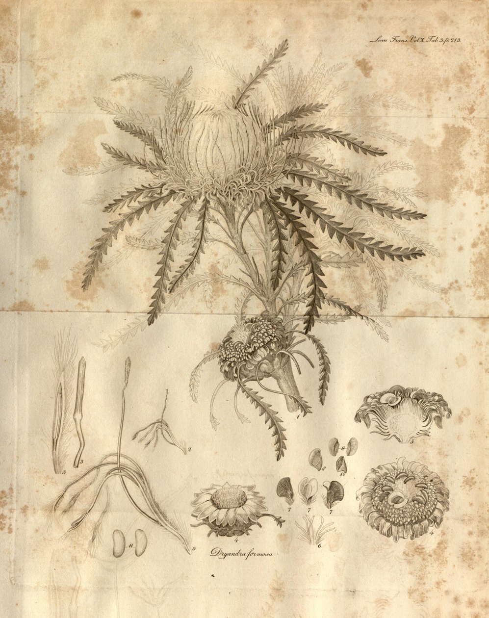 To jest ilustracja 3 z tomu 10 Transactions of the Linnean Society of London, opublikowanej w 1811 roku. Przedstawiona roślina to Dryandra formosa (obecnie Banksia formosa) autorstwa Various
